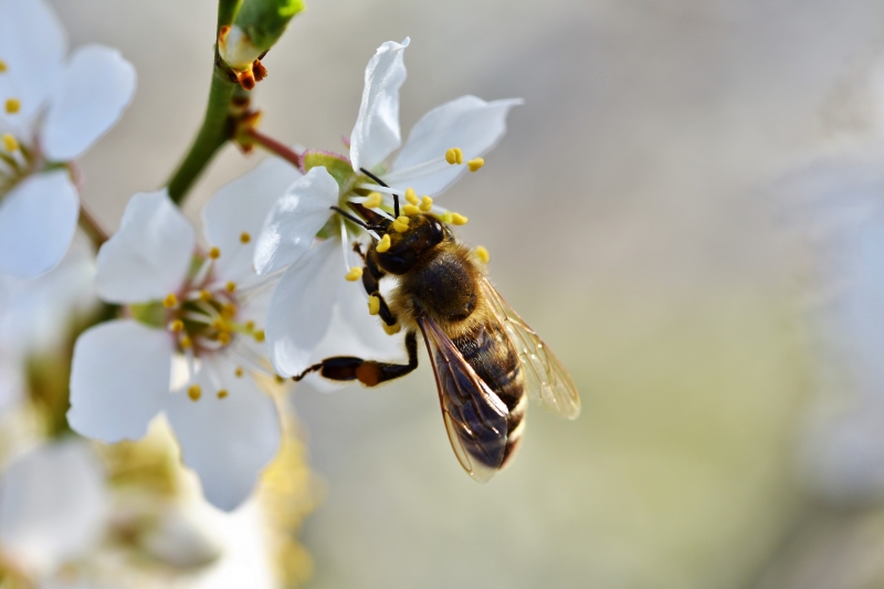 jardinerie-MALAUSSENE-min_bee-4092986